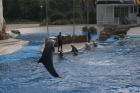 thumbs/seaworld 003.png